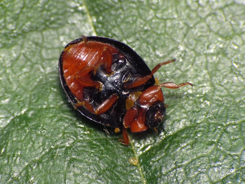 Paraexochomus nigromaculatus (Goeze, 1777)